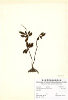 藏品(高山石吊蘭)的圖片